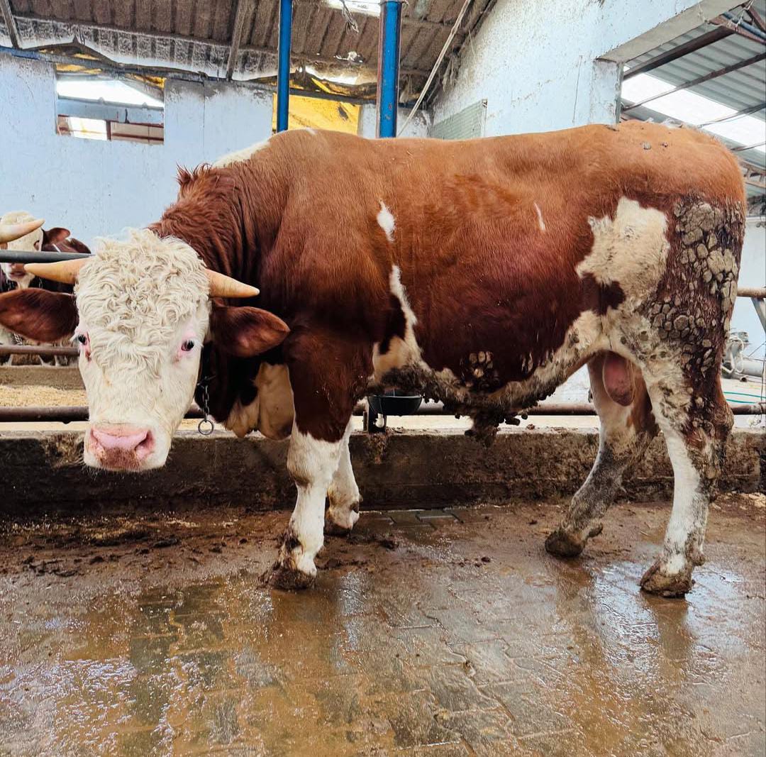 Gündüzler Besi Çiftliği